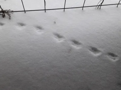Белка оставила свои следы на снегу: фото в хорошем качестве