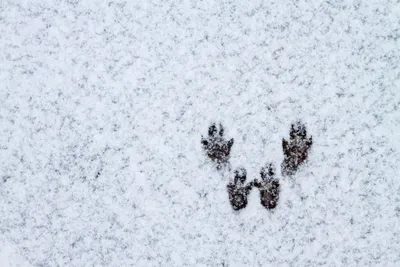 Уникальные фотографии следов белки на снегу