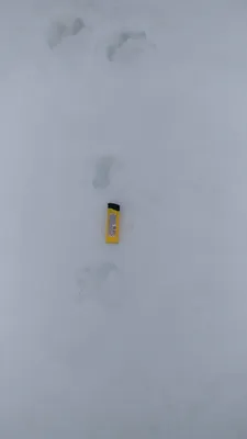 Следы чупакабры на снегу: загадочное и захватывающее фото