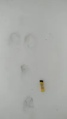 Удивительные следы чупакабры на снегу