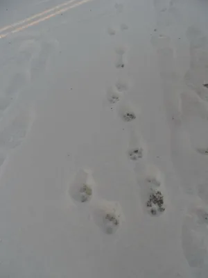 Снимок следов чупакабры на снегу в хорошем качестве