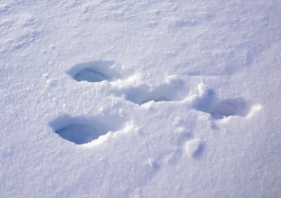 Следы чупакабры на снегу: тайна природы