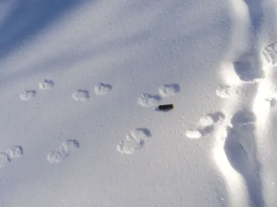 Интригующие следы чупакабры на снегу