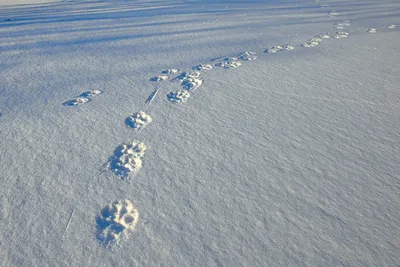 Уникальные фото следов чупакабры на снегу