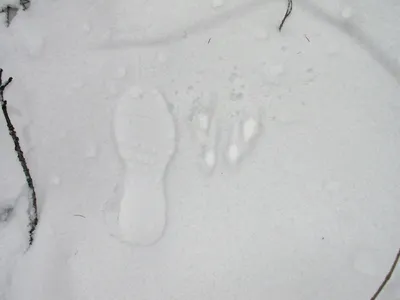 Потрясающие следы чупакабры на снегу