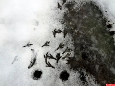 Следы чупакабры на снегу: яркое снимок