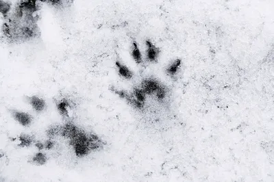Фотография следов чупакабры на снегу: захватывающий момент