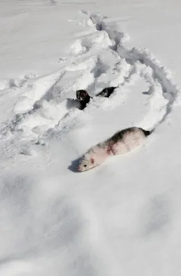 Фото, изображения следов чупакабры на снегу, скачать бесплатно