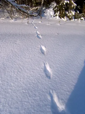 Мистические следы чупакабры на снегу