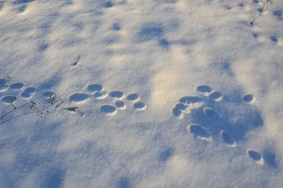 Фотография следов чупакабры на снегу в формате jpg