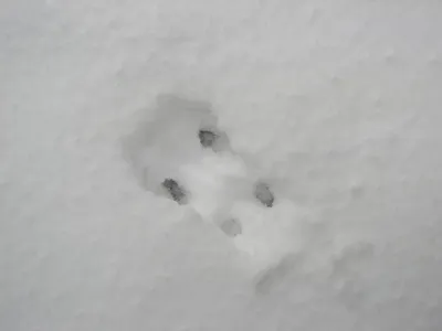 Удивительные следы чупакабры на снегу, запечатленные на фото