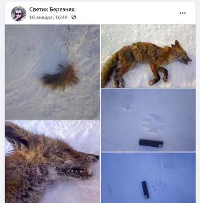 Следы чупакабры на снегу: загадочное явление природы