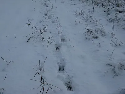 Загадочные следы чупакабры на снегу: фото, которое стоит увидеть