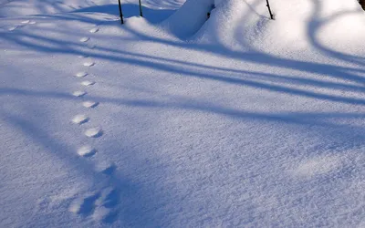 Следы чупакабры на снегу: уникальное фото в хорошем качестве