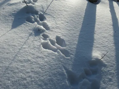 Фотография следов чупакабры на снегу в формате webp