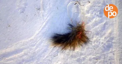 Следы чупакабры на снегу: тайна природы в ярком фото