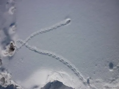 Фото: следы чупакабры на снегу в формате png, скачать бесплатно