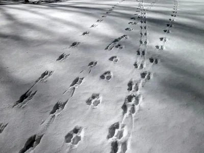 Фотография следов чупакабры на снегу в уникальном формате webp