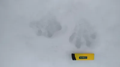 Запечатленные следы чупакабры на снегу