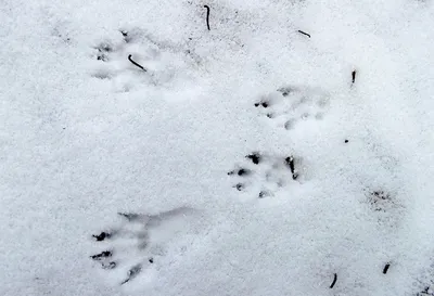 Следы чупакабры на снегу: загадка или реальность?