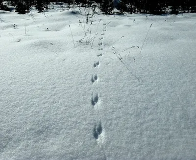 Следы горностая на снегу: впечатляющие отпечатки животных