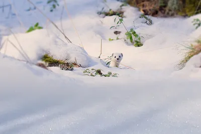 Увлекательные следы горностая на снегу: красота в каждой отпечатке