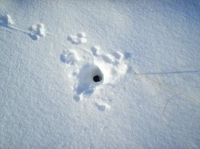 Следы горностая на снегу: красота природы в объективе
