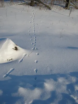Фото следов горностая на снегу: запечатленные моменты в жизни дикой природы