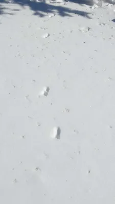 Увлекательные следы горностая на снегу: взгляд сквозь призму природы