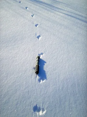 Фото следов горностая на снегу: величие дикой природы