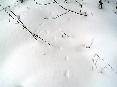 Следы горностая на снегу: путешествие в мир животных