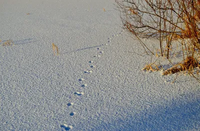 Следы горностая на снегу: отпечатки дикой природы