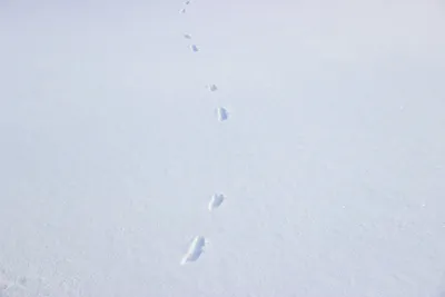 Следы горностая на снегу: прикосновение дикой природы