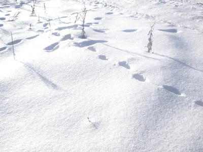 Загадочные следы горностая на снегу: таинственная тропа