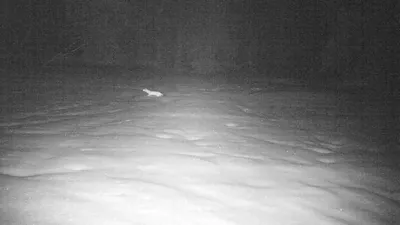 Увлекательные следы горностая на снегу: следуй за своим любопытством