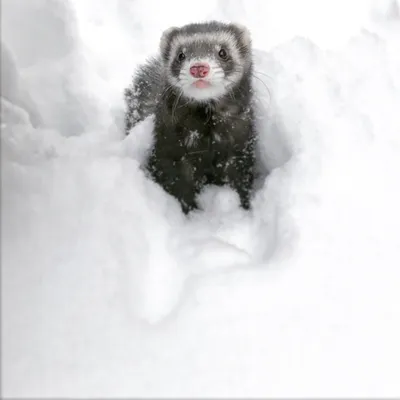 Фото следов горностая на снегу: впечатления от природы в каждой фотографии