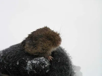 Следы горностая на снегу: взгляд на животный мир