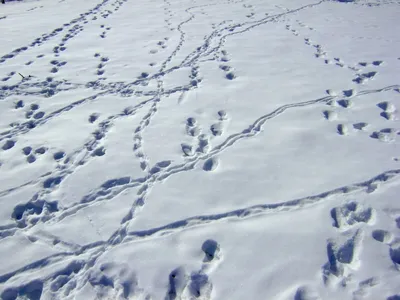 Загадочные следы горностая на снегу: тайны дикой природы