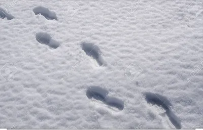 Фото следов горностая на снегу: погружение в гармонию природы