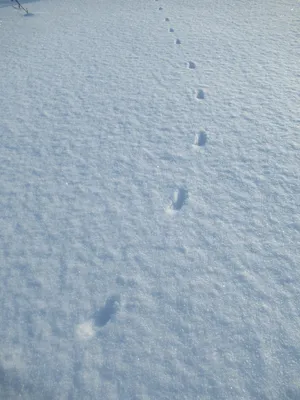 Загадочные следы горностая на снегу: приключение в лесу