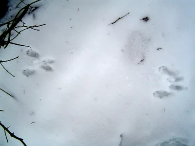 Увлекательные следы горностая на снегу: путь к новому открытию