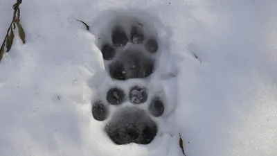 Фото следов горностая на снегу: красота природы в каждой детали