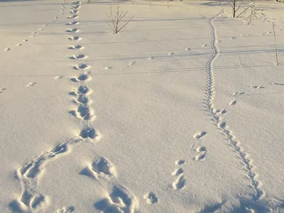 Загадочные следы горностая на снегу: странствие по природе