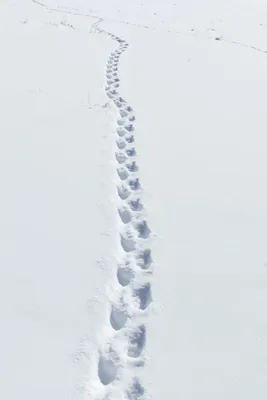 Увлекательные следы горностая на снегу: открытие загадочных мест