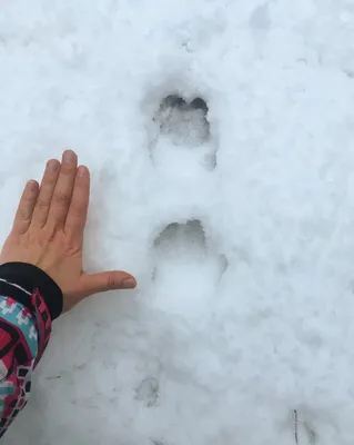 Фото следов кабана на снегу