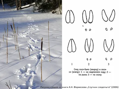 Потрясающие фотографии с следами кабана на снегу