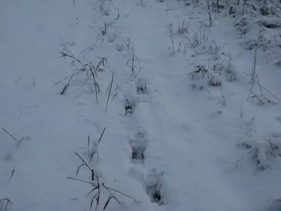 Следы кабана на снегу: изображения png