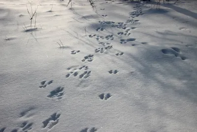 Невероятные фотографии следов кабана на снегу