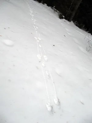Удивительные фотографии с следами кабана на снегу