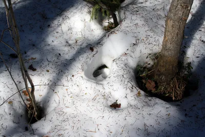 Следы кабана на снегу: уникальные изображения